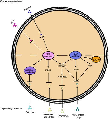 Role of YES1 signaling in tumor therapy resistance