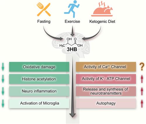 3-hydroxybutyrate in the brain: Biosynthesis, function, and disease therapy