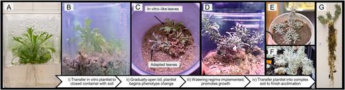 Acclimation and hardening of a slow-growing woody species emblematic to western North America from in vitro plantlets