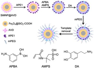 Surface imprinted bio-nanocomposites for affinity separation of a cellular DNA repair protein