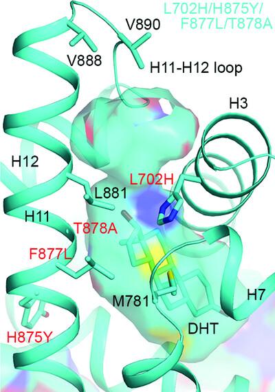 A partially open conformation of an androgen receptor ligand-binding domain with drug-resistance mutations