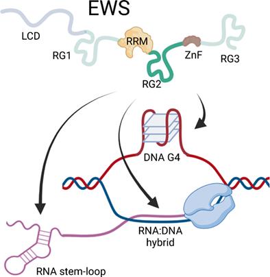 Biochemical and biophysical characterization of the nucleic acid binding properties of the RNA/DNA binding protein EWS