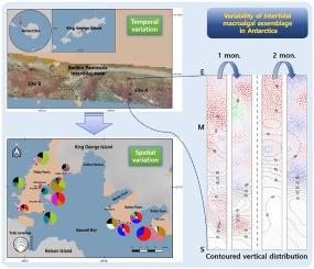 The rapid shift of intertidal macroalgal assemblage from vertical shoreline profiles in Barton Peninsula, King George Island, Antarctica during summer