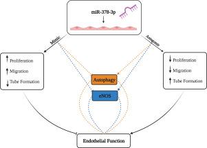 MicroRNA miR-378-3p is a novel regulator of endothelial autophagy and function