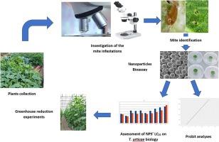 Acaricidal and biological activities of Titanium dioxide and Zinc oxide nanoparticles on the two-spotted spider mite, Tetranychus urticae Koch (Acari: Tetranychidae) and their side effects on the predatory mite, Neoseiulus californicus (Acari: Phytoseiidae)