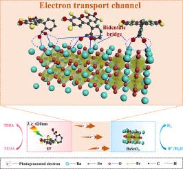 Accelerating electron transport in Eosin Y by bidentately bridging on BaSnO3 for noble-metal-free photocatalytic H2 production