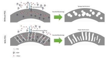 A dependence study: Molecular weight of polyethylene glycol (PEG) ON La0.7Sr0.3Co0.2Fe0.8O3−δ (LSCF 7328) hollow fiber membrane for oxygen permeation