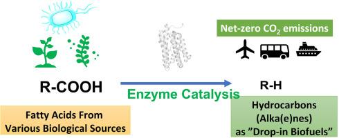Biocatalytic conversion of fatty acids into drop-in biofuels: Towards sustainable energy sources