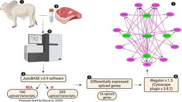 Cis-regulatory modules prediction in spliced genes associated with carcass and meat traits of Nelore cattle