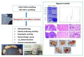 Evaluation of the properties of Bungarus caeruleus venom and checking the efficacy of antivenom used in Bangladesh for its bite treatment