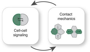 Mechanochemical feedback loops in contact-dependent fate patterning