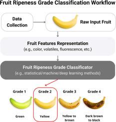 Fruit ripeness classification: A survey