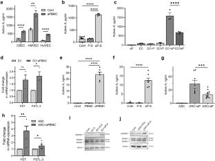 Diminished vasculogenesis under inflammatory conditions is mediated by Activin A