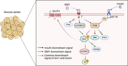 Advances in research of biological functions of Isthmin-1