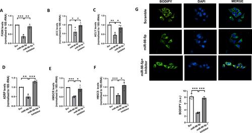 mir-98-5p regulates gluconeogenesis and lipogenesis by targeting PPP1R15B in hepatocytes