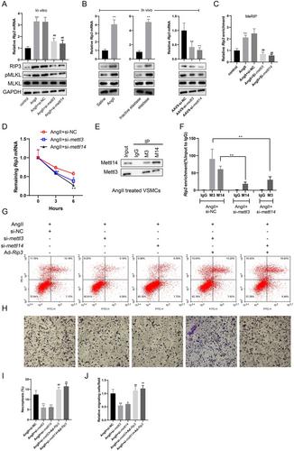 METTL3–METTL14 complex induces necroptosis and inflammation of vascular smooth muscle cells via promoting N6 methyladenosine mRNA methylation of receptor-interacting protein 3 in abdominal aortic aneurysms