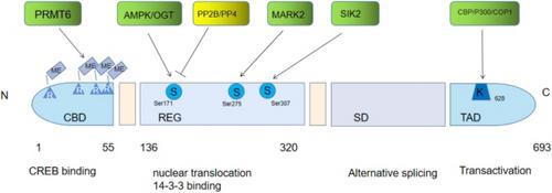 Biological functions of CRTC2 and its role in metabolism-related diseases