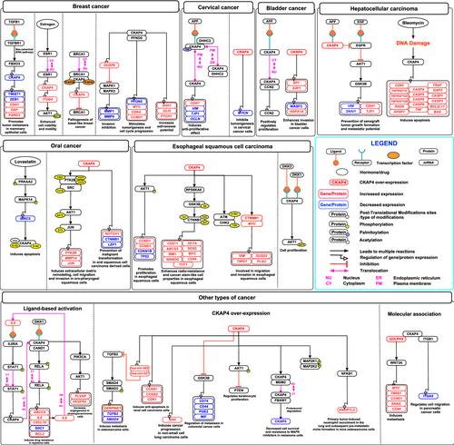 A network map of cytoskeleton-associated protein 4 (CKAP4) mediated signaling pathway in cancer