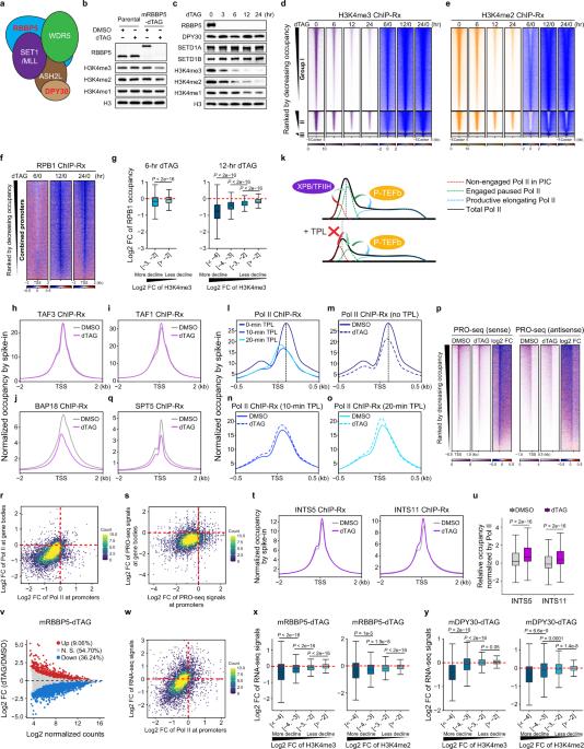 H3K4me2/3 modulate the stability of RNA polymerase II pausing