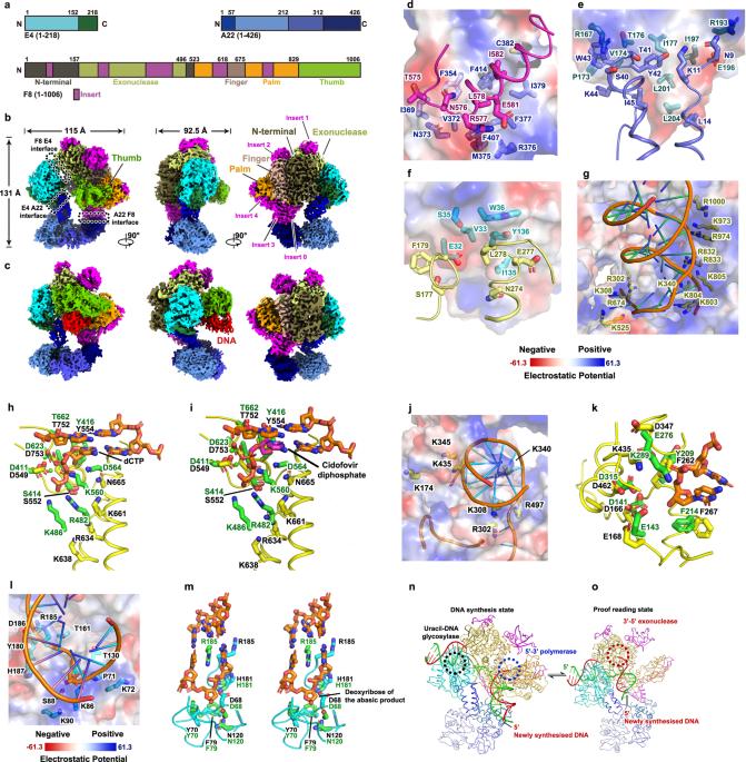 Cryo-EM structures of human monkeypox viral replication complexes with and without DNA duplex