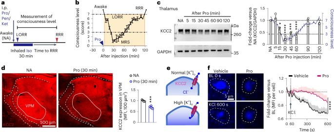 Emergence of consciousness from anesthesia through ubiquitin degradation of KCC2 in the ventral posteromedial nucleus of the thalamus