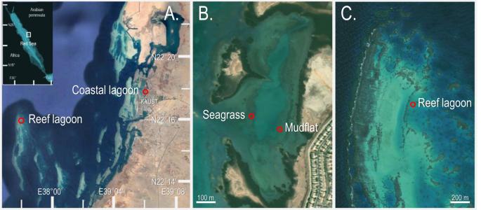 Seasonality of methane and carbon dioxide emissions in tropical seagrass and unvegetated ecosystems