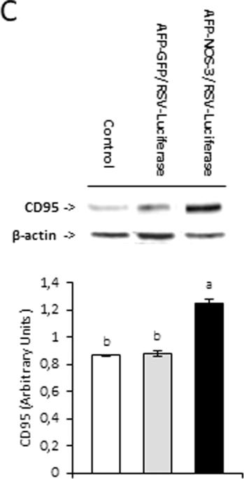 Correction: Antitumoral gene-based strategy involving nitric oxide synthase type III overexpression in hepatocellular carcinoma