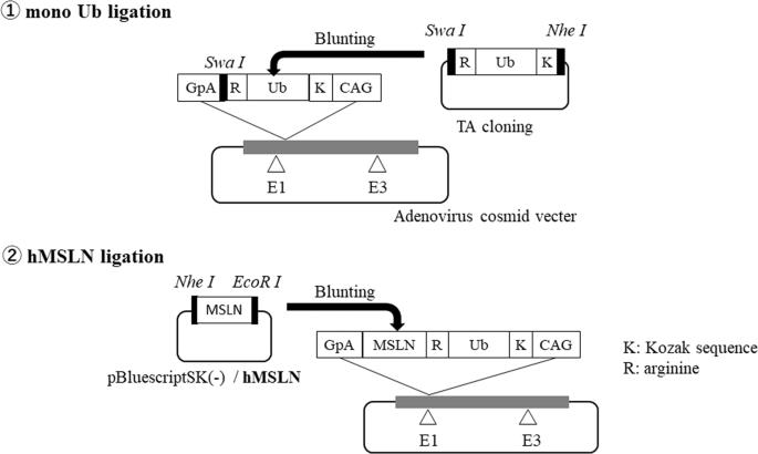 Induced pluripotent stem cell-derived dendritic cell vaccine therapy genetically modified on the ubiquitin-proteasome system