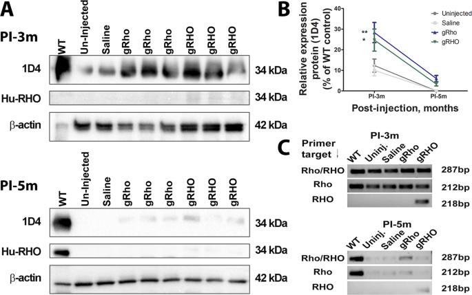 Gene augmentation for autosomal dominant retinitis pigmentosa using rhodopsin genomic loci nanoparticles in the P23H+/− knock-in murine model