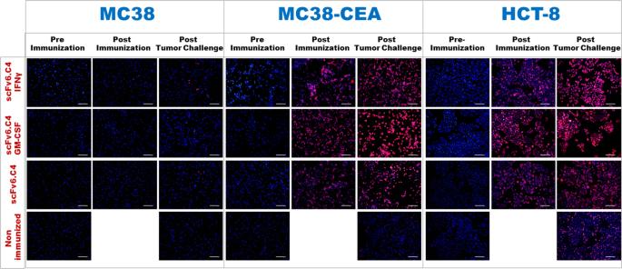 Correction: Adjuvant properties of IFN-γ and GM-CSF in the scFv6.C4 DNA vaccine against CEA-expressing tumors