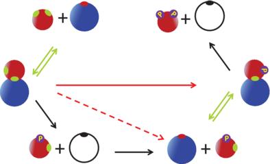 Kinetics of diffusion-influenced multisite phosphorylation with enzyme reactivation