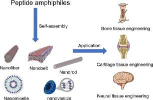 Designed peptide amphiphiles as scaffolds for tissue engineering