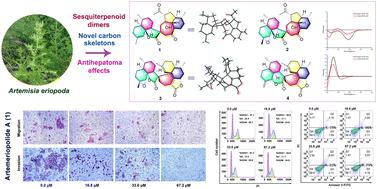 Artemeriopolides A–D, two types of sesquiterpenoid dimers with rare carbon skeletons from Artemisia eriopoda and their antihepatoma cytotoxicity†