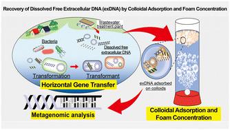 Highly sensitive detection and quantification of dissolved free extracellular DNA using colloid adsorption and foam concentration†