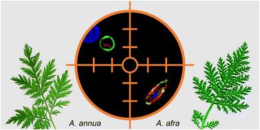 Future antimalarials from Artemisia? A rationale for natural product mining against drug-refractory Plasmodium stages