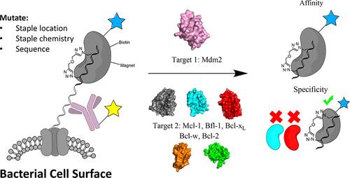 Rapid Evaluation of Staple Placement in Stabilized α Helices Using Bacterial Surface Display
