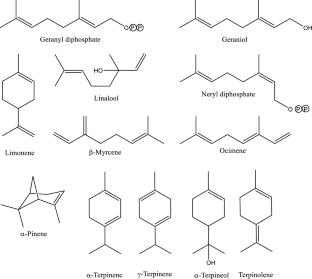 Cannabis monoterpene synthases: evaluating structure–function relationships