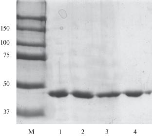 Highly Stable Mutant Bacterial Formate Dehydrogenase with Improved Catalytic Properties