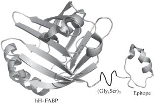 Enzyme-Linked Immunosorbent Assay of Autoantibodies against the Human β1-Adrenergic Receptor Using Recombinant Antigens