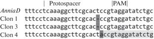 New Feed Enzyme Preparations for The Destruction of Nonstarch Polysaccharides and Phytates