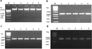 Revealing the single-channel characteristics of OprD (OccAB1) porins from hospital strains of Acinetobacter baumannii