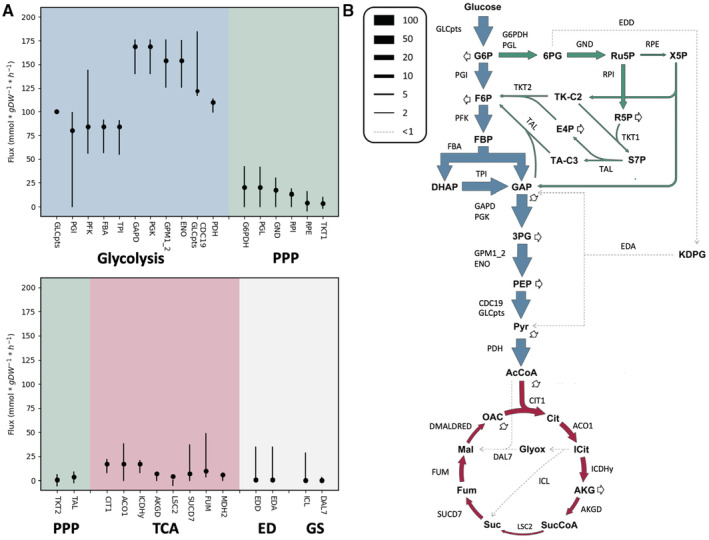 Vibrio natriegens genome-scale modeling reveals insights into halophilic adaptations and resource allocation.