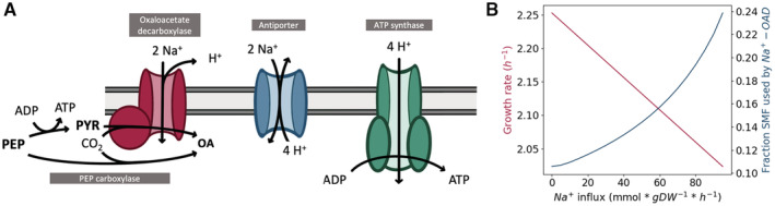 Vibrio natriegens genome-scale modeling reveals insights into halophilic adaptations and resource allocation.