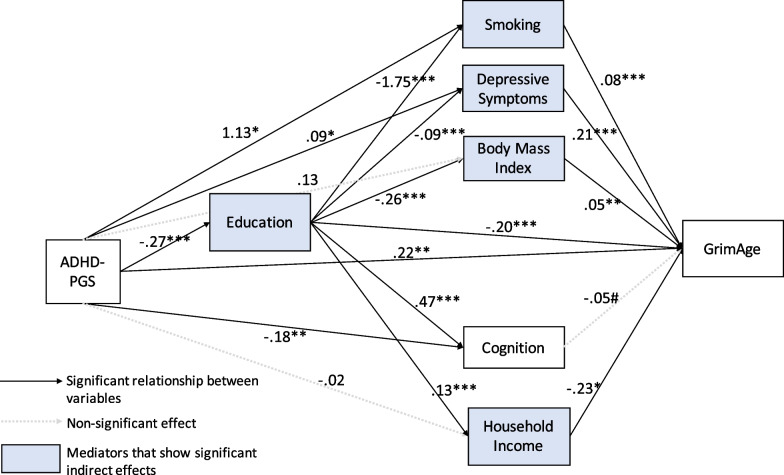 ADHD genetic burden associates with older epigenetic age: mediating roles of education, behavioral and sociodemographic factors among older adults.