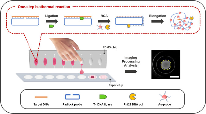 Paper-Based Radial Flow Assay Integrated to Portable Isothermal Amplification Chip Platform for Colorimetric Detection of Target DNA.