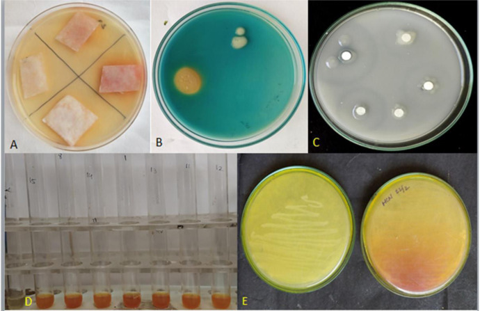 Plant growth promoting and antagonistic traits of bacteria isolated from forest soil samples.