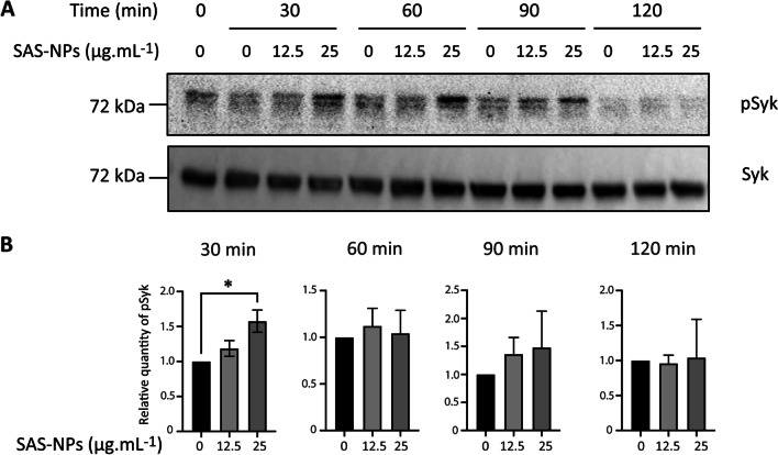 Human dendritic cell maturation induced by amorphous silica nanoparticles is Syk-dependent and triggered by lipid raft aggregation.