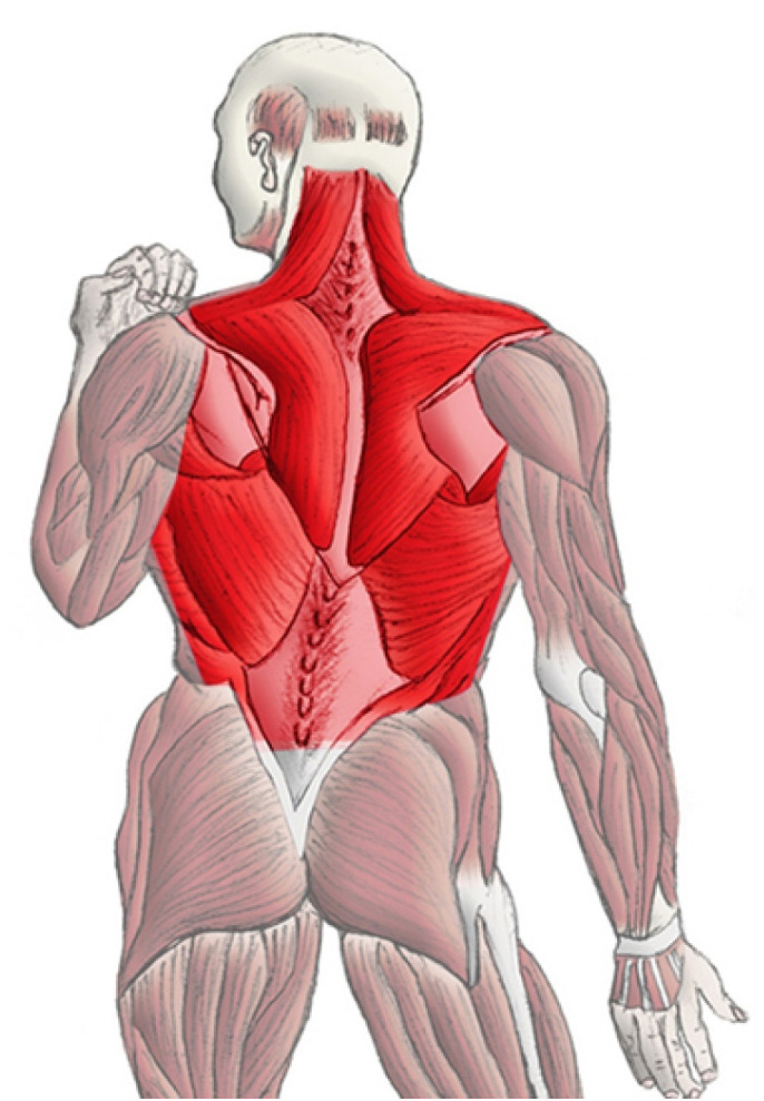 Vaccine hesitancy in patients with COVID-19 who have back pain.