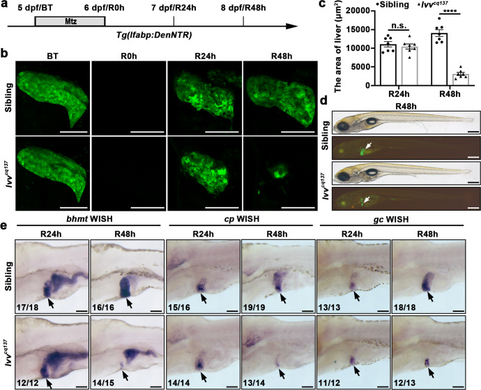 The MRN complex maintains the biliary-derived hepatocytes in liver regeneration through ATR-Chk1 pathway.