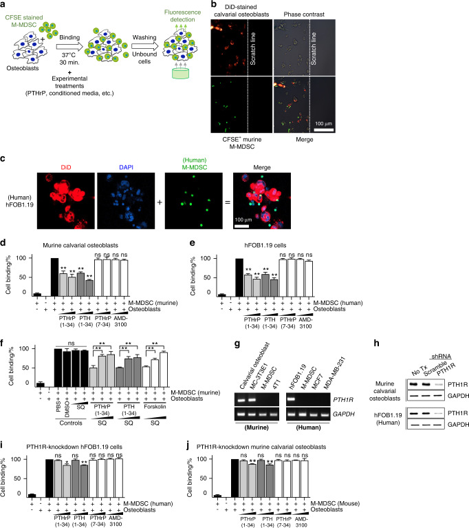 Mobilization of monocytic myeloid-derived suppressor cells is regulated by PTH1R activation in bone marrow stromal cells.